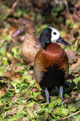 White-faced Whistling Duck (Dendrocygna viduata)