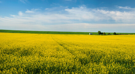 Fototapeta na wymiar Yellow rapeseed field and picturesque sky with clouds