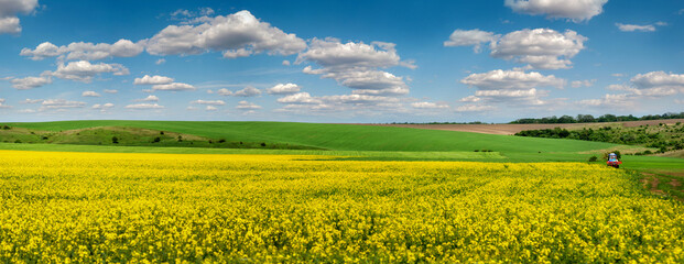 Panoramic view of rapeseed field at springtime and picturesque sky with white clouds
