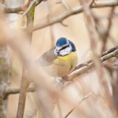 blue tit
