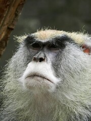 Picture of the monkey taken in a free range. Funny face. Anger and dissatisfaction.