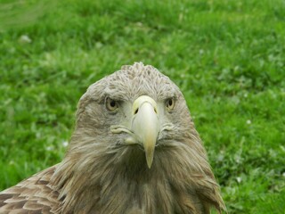 Photo of an eagle in a zoo. Green grass in the background. A stately bird. 