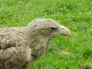 Photo of an eagle in a zoo. Green grass in the background. A stately bird. 