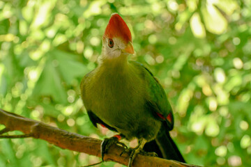 Red crested turaco in the Brevard zoo in Florida