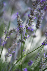 lavender fields closeup