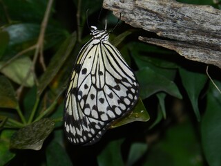 Biało-czarny motyl uczepiony gałązki. Motyl w naturalnym otoczeniu. Motylarnia.