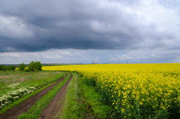 Road through bloomin rapeseed in Ukraine with dark sky