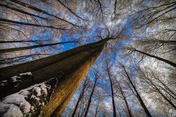 Wintertime trees crown