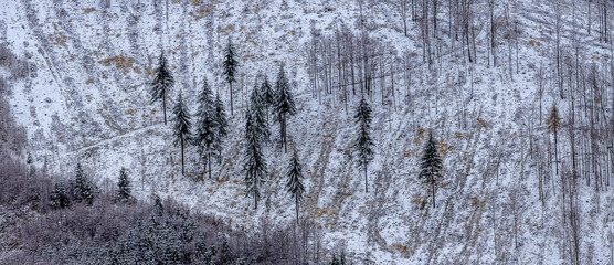 Panorama view of a hillside with trees