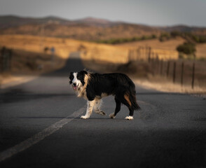 Herding dog