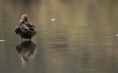 bird, natur, wild lebende tiere, robin, tier, wild, ast, bird, feather,