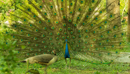 Obraz premium Peacock dancing in front of Peahen