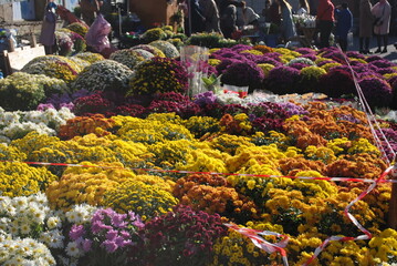 flowers in the market