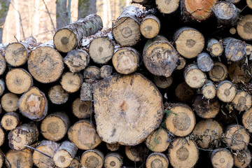 A pile of felled trees.