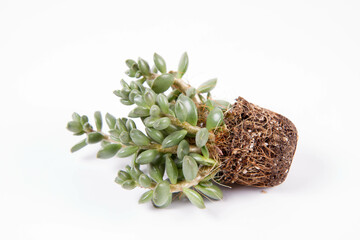 Succulent houseplant out of a pot on white background