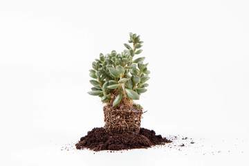 Succulent houseplant out of a pot on white background