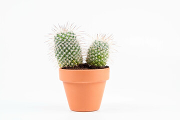 Cactus plant, in a clay pot, on a white background