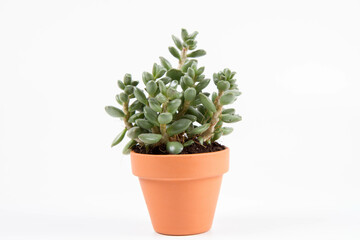 Succulent houseplant in a clay pot on white background