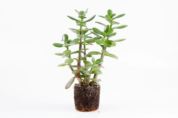 Fototapeta na wymiar Jade plant (Crassula ovata) houseplant out of a pot on white background
