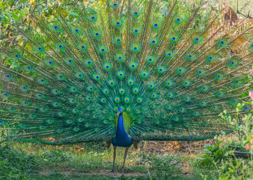 Peacock dancing in a garden