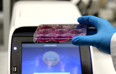 6-well plate with cell culture for testing for pandemic SARS-CoV-2 virus, coronavirus