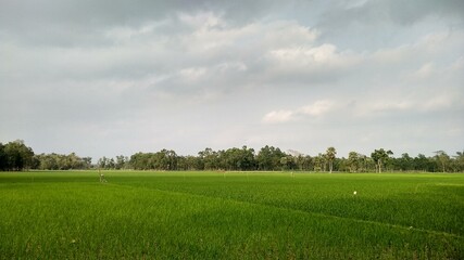 field and blue sky