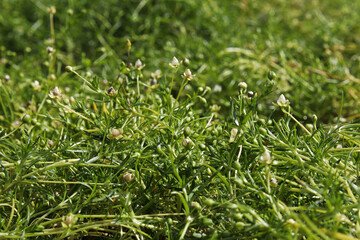 Closeup of stems and flowers on Irish Moss