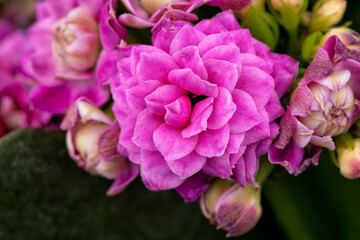 Macro detail of the pink flowers of a Kalanchoe