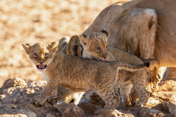 Obraz premium Lioness with Lion Cubs in the Kgalagadi