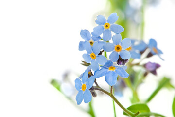 Beautiful light blue "forget me nots" Myosotis spring flowers isolated on a white background. Selective focus.