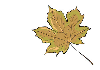 maple leaf isolated on white