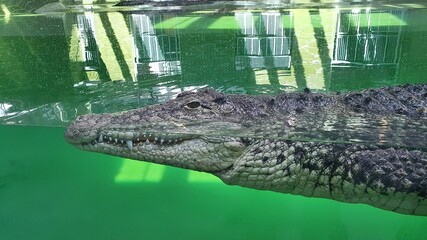 alligator in the zoo