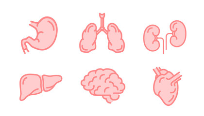 Set of human internal organs like brain, kidneys, lungs, liver, heart and stomach, simple pink medical icons isolated on white