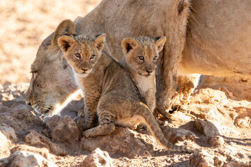 Lioness with Lion Cubs in the Kgalagadi