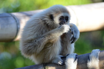 Funny portrait of a sitting lar gibbon