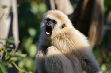 Funny portrait of a hooting lar gibbon
