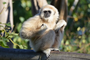 A lar gibbon is scratching itself