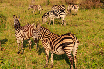 Fototapeta na wymiar Herd of zebras in savanna in Serengeti national park in Tanzania. Wildlife of Africa