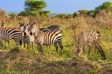 Herd of zebras in savanna in Serengeti national park in Tanzania. Wildlife of Africa