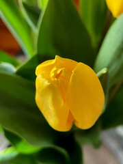 Fototapeta premium yellow tulip flower macro