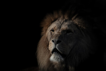 Obraz na płótnie Canvas Majestic male lion portrait against a black background