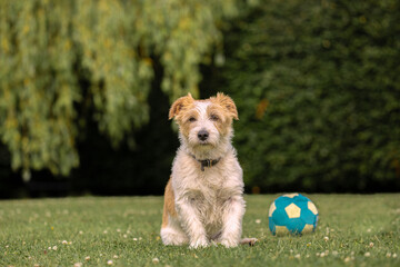 Cute small white and brown dog sitting on the grass next to ball. norfolk jack russell cross known as Norjack and Yorkshire terrier Jack russel cross or Yorkie Russell