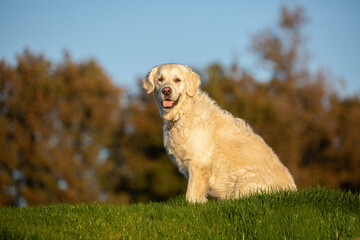 Beautiful golden retriever sitting on the grass with a blue sky background in gorgeous afternoon sunlight