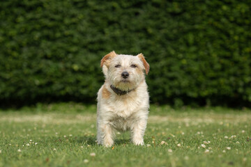 Cute white dog looking funny at camera standing on the grass. norfolk jack russell cross known as Norjack and Yorkshire terrier Jack russel cross or Yorkie Russe