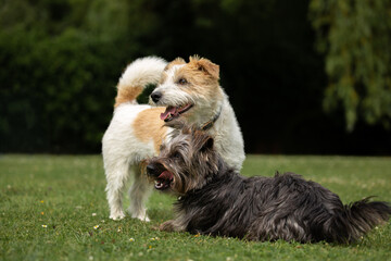 White and black dogs on the grass with dark background. Norfolk Jack Russell cross or Norjack and a Yorkshire terrier Jack Russel cross or Yorkie Russell