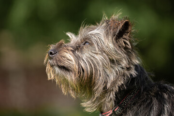 
Small grey dog looking up as he is thinking. Yorkie Russell is a cross breed of Yorkshire Terrier with a Jack Russell