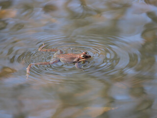 Male wood frog with ripples on the water's surface caused by his call. 