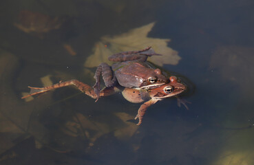 Male and female wood frogs (Rana sylvatica / Lithobates sylvaticus) mating.  The male clings to the female's back in a behavior known as amplexus.