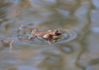 Calling male wood frog (Rana sylvatica / Lithobates sylvaticus) with his vocal sacs inflated. 