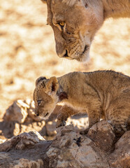 Lioness with Lion Cubs in the Kgalagadi